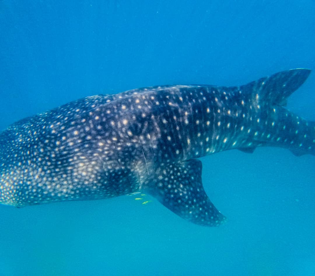 Whale Shark Season Guide