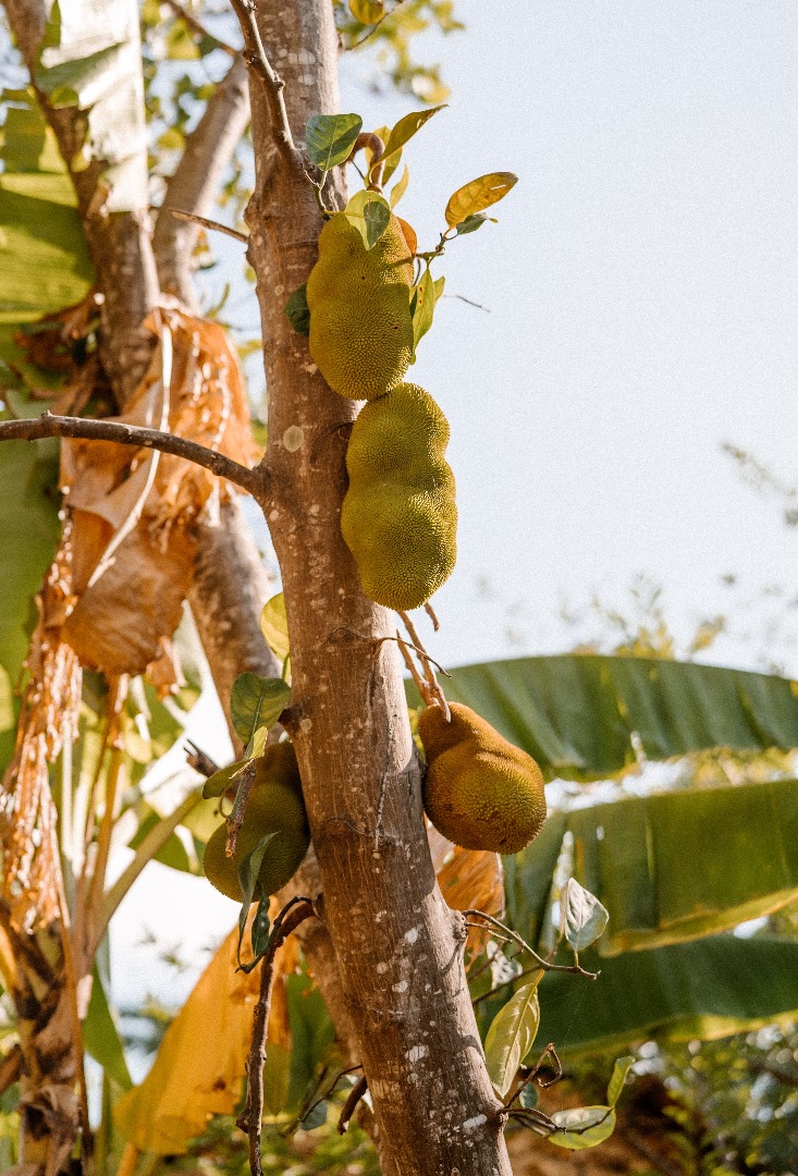 chole at mafia island