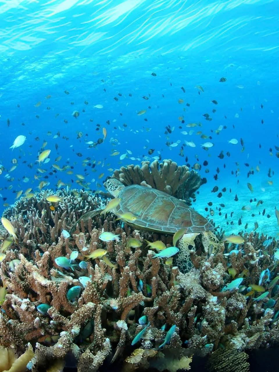 coralreef at mafia island