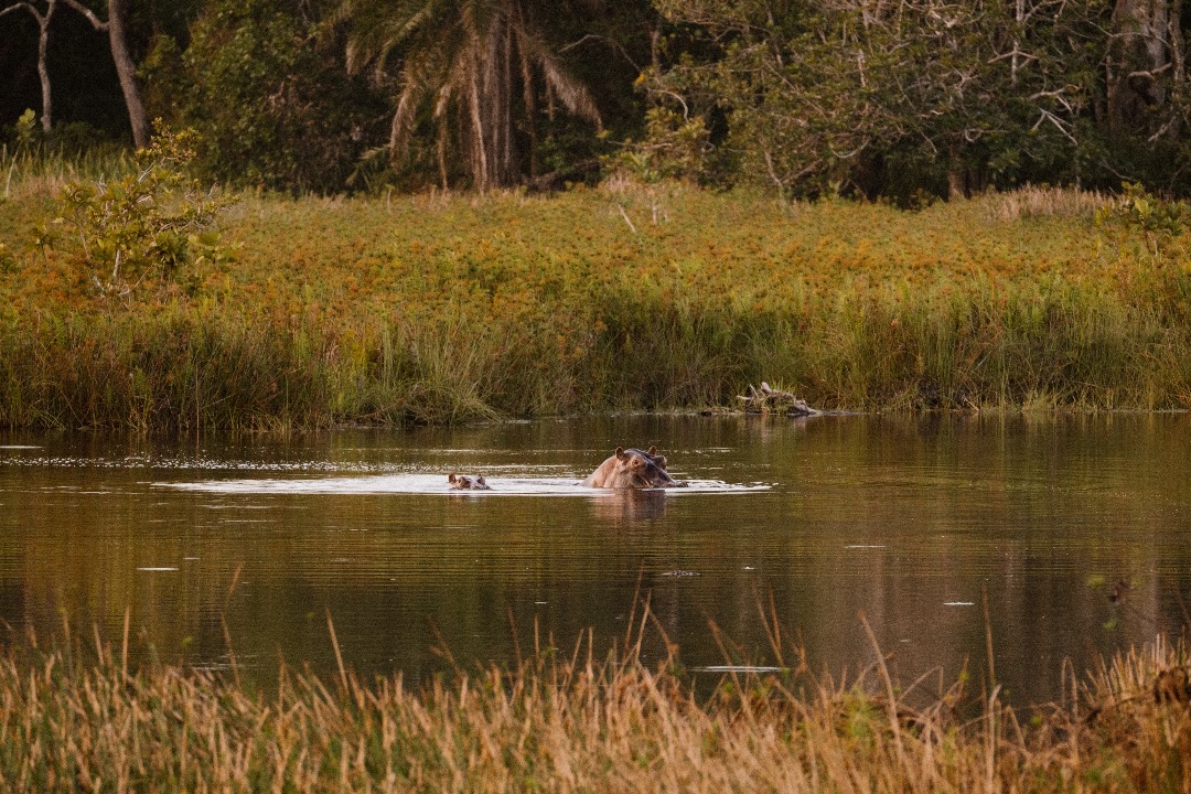 hippo at mafia island